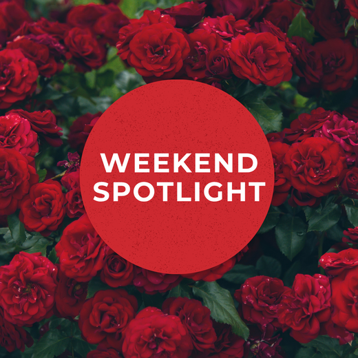 Weekend Spotlight: The Elegance of Elgar