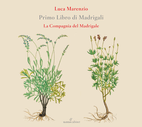 Marenzio: Primo Libro di Madrigali / Compagnia del Madrigale